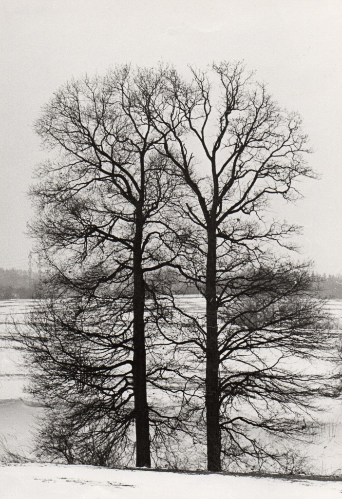 Dva stromy